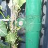 Zaunhecke-Hecke am laufenden Meter Anfangschelle � 048 mm gr�n